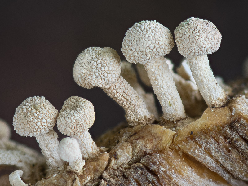 Onygena equina